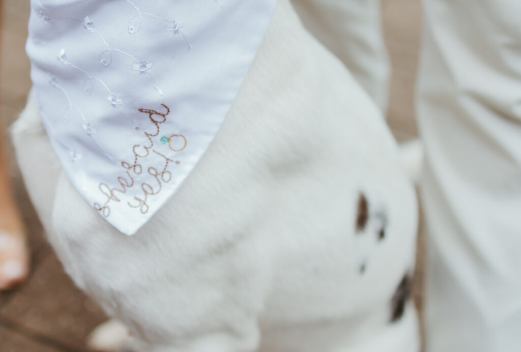 A couples dog wears a bandana that says, "she said yes!" after their emotional surprise proposal